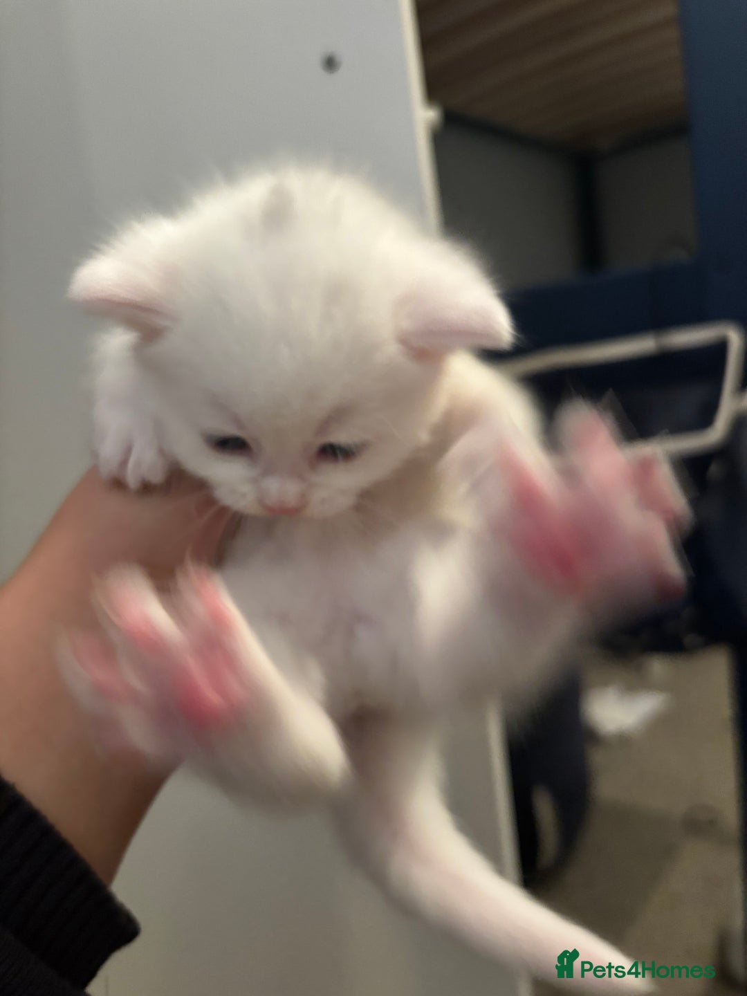 Khao Manee cats for sale: Cut fluffy kittens  - Advert 7