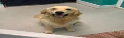 Golden Retriever dogs for stud: Handsome KC registered golden retriever for stud  - Advert 8