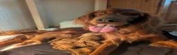 Irish Doodle dogs for sale: Irish doodle puppies - Advert 18