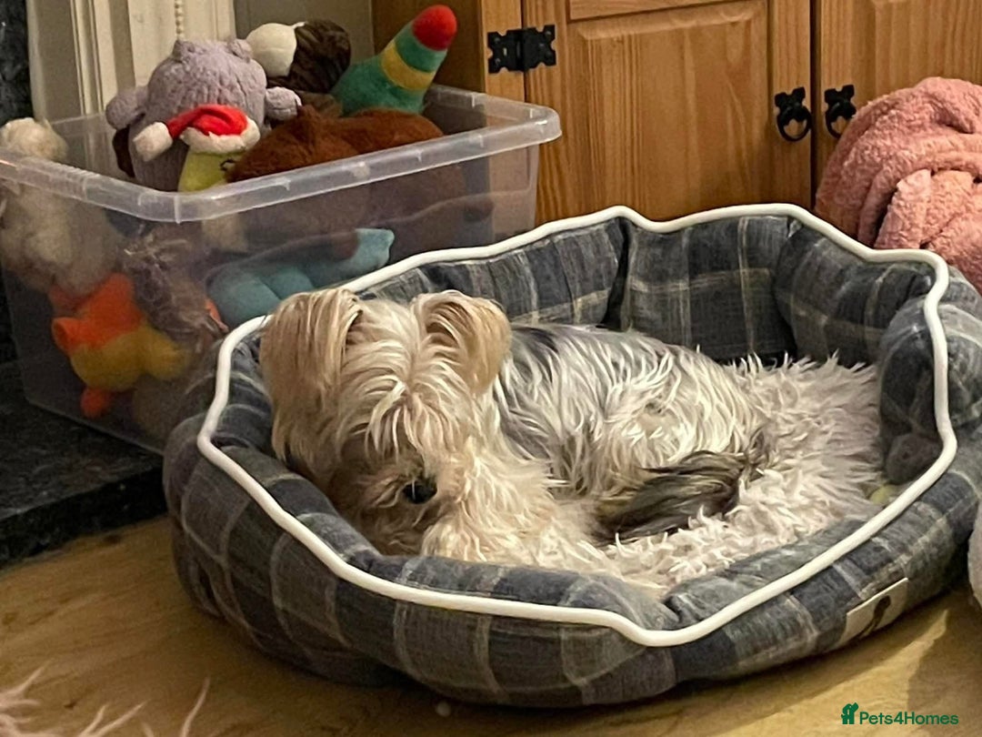 Yorkshire Terrier dogs for adoption: Posie. Hingham Norfolk  - Advert 3