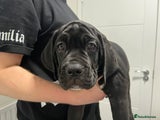 Cane Corso Puppy Red