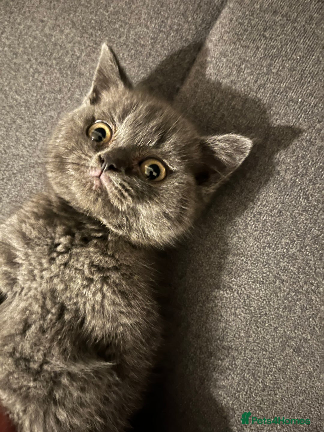 British Shorthair cats for sale: Male British shorthair kitten  - Image 18