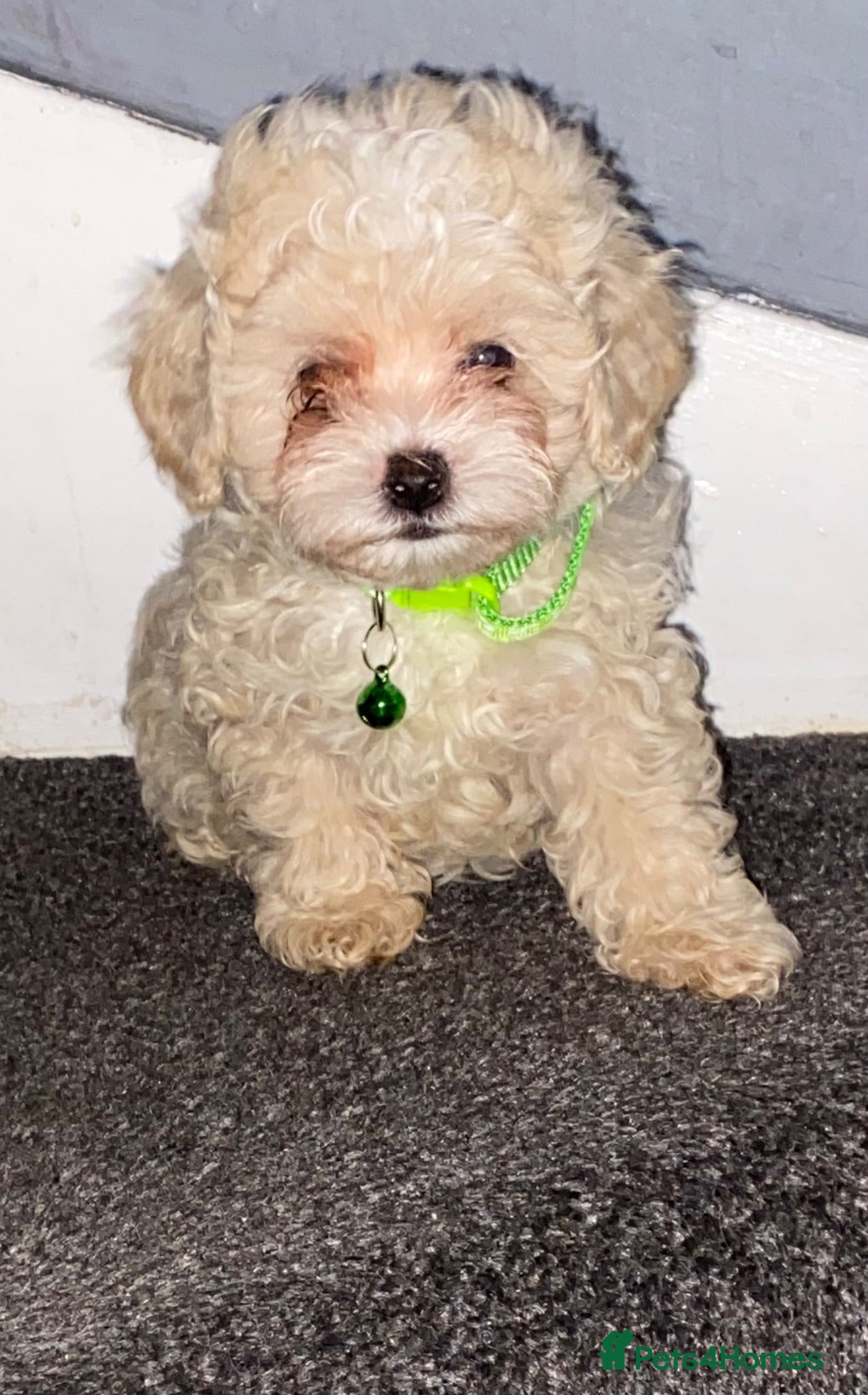 Maltipoo dogs F1 maltipoo puppies READY NOW Dad Russian poodle - Advert 5