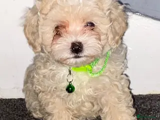 Maltipoo dogs F1 maltipoo puppies READY NOW Dad Russian poodle - Advert 5