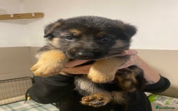 German Shepherd dogs for sale: German shepherd puppies  - Image 21