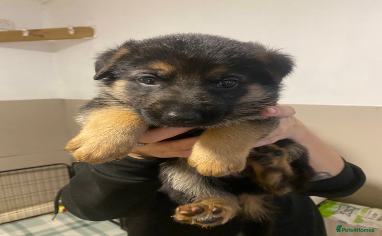 German Shepherd dogs - Advert 3