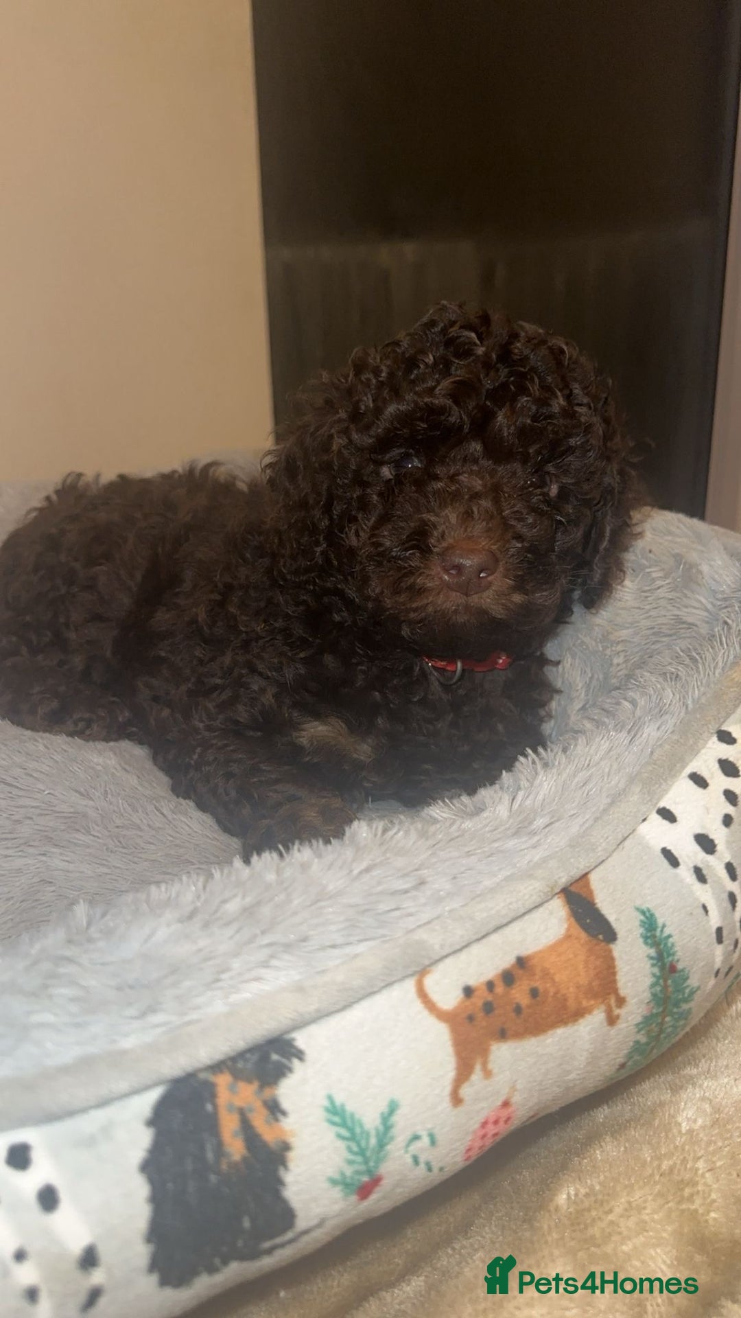 Cockapoo dogs for sale: Beautiful F2B Toy Cockapoo Puppies - Advert 19