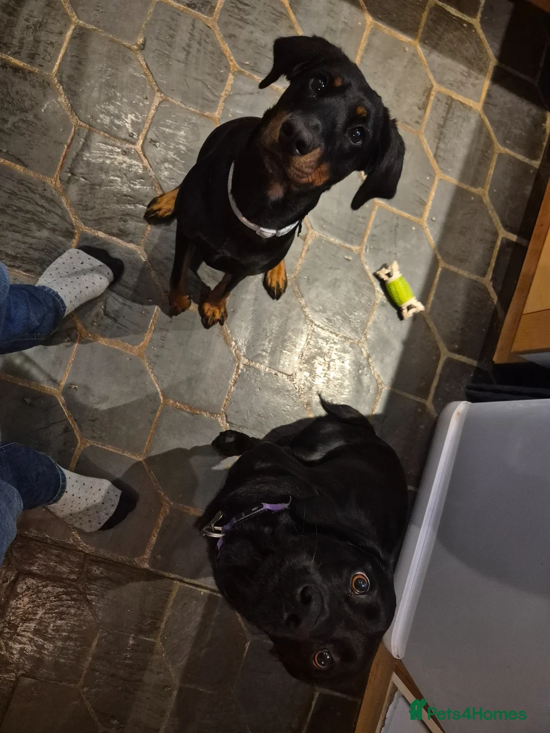 Springador dogs for sale: Springador and Dobermann mix for sale - Advert 4