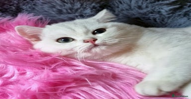 British Shorthair cats - Advert 6