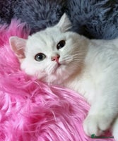 British Shorthair cats - Advert 6