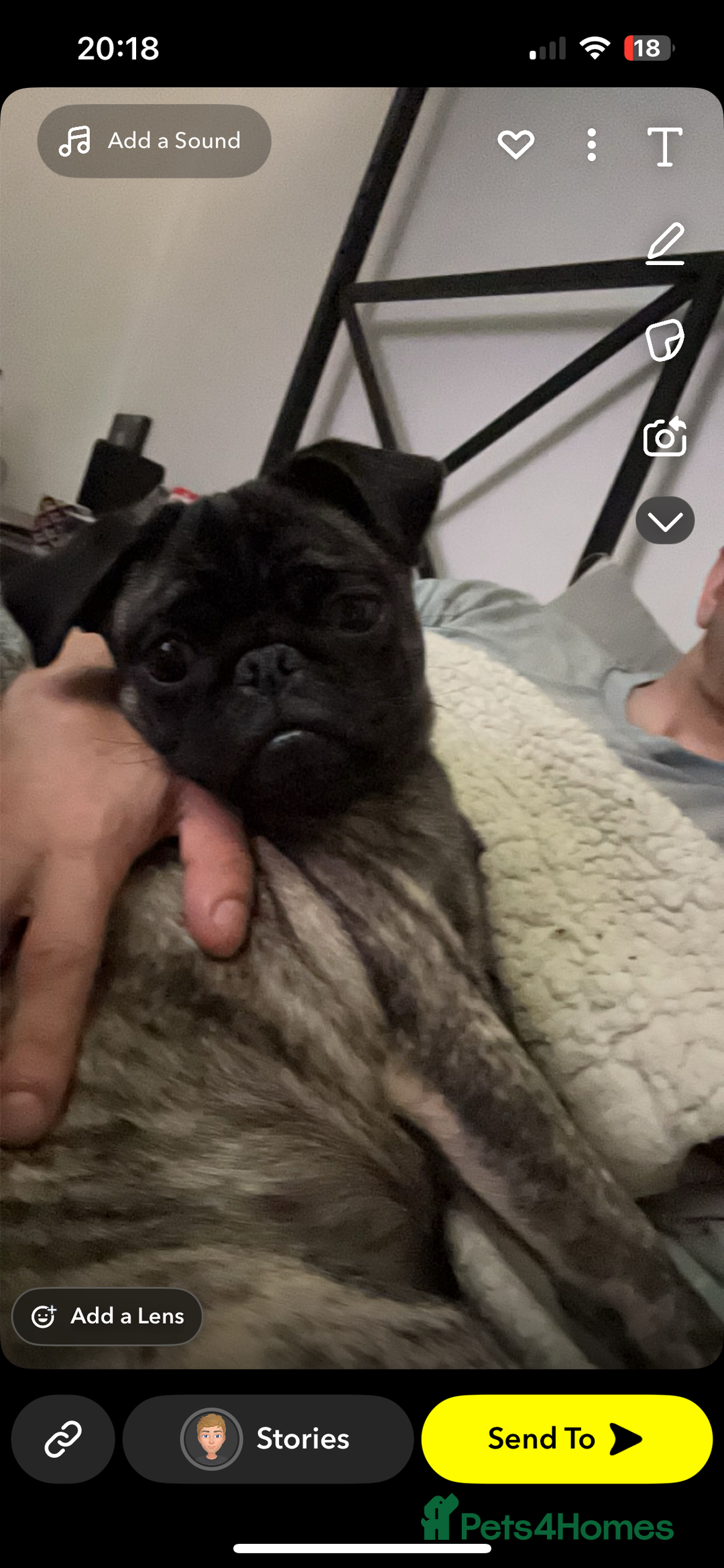 Pug dogs for sale: Sweet young female pug  - Image 4