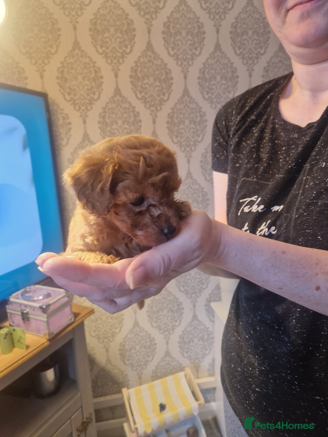 Cavapoochon dogs for sale: Cavapoochon puppies available  - Image 17