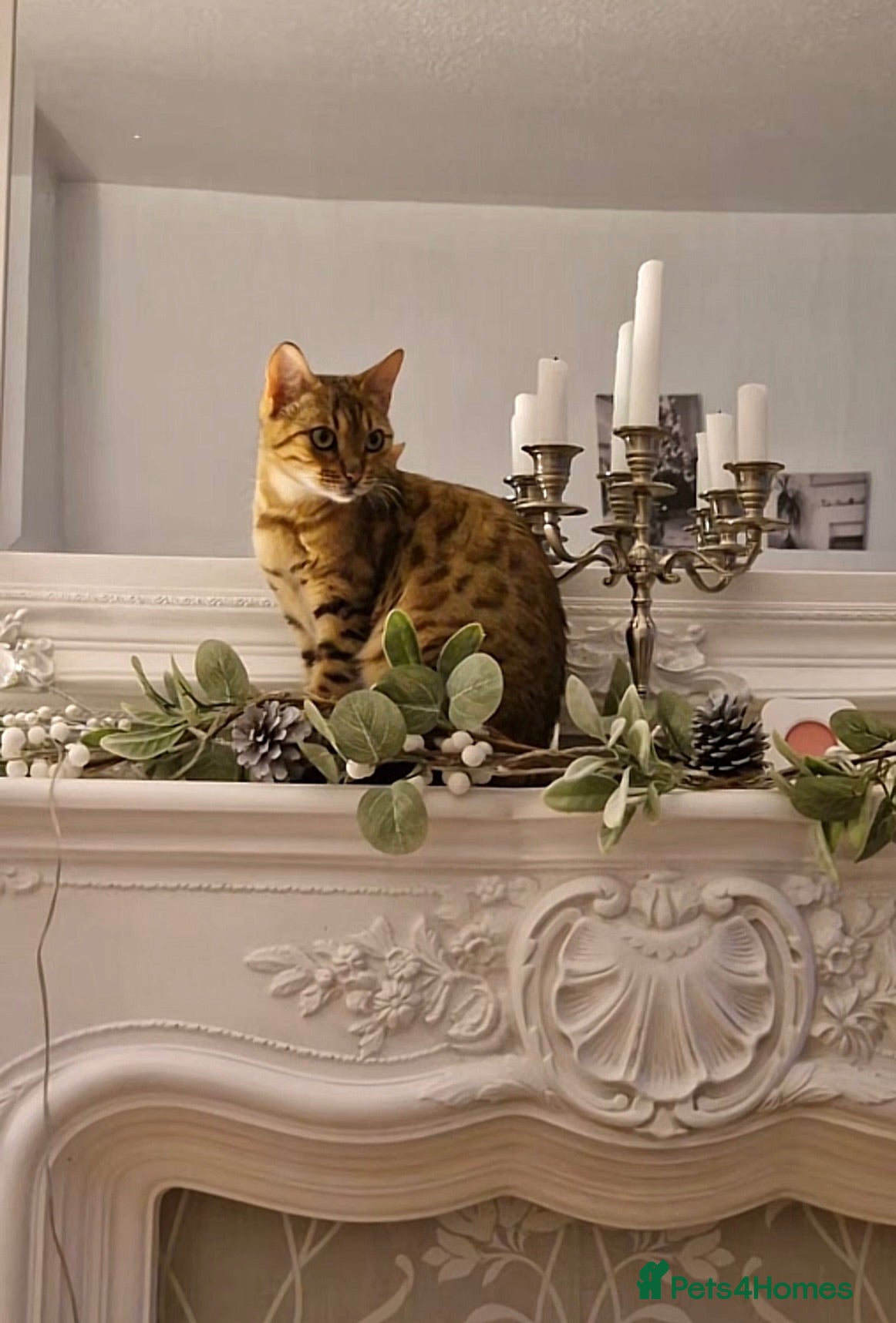 Bengal cats Bengal x kittens x3 males  - Advert 7