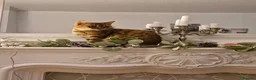 Bengal cats for sale: Bengal x kittens x3 males  - Advert 1