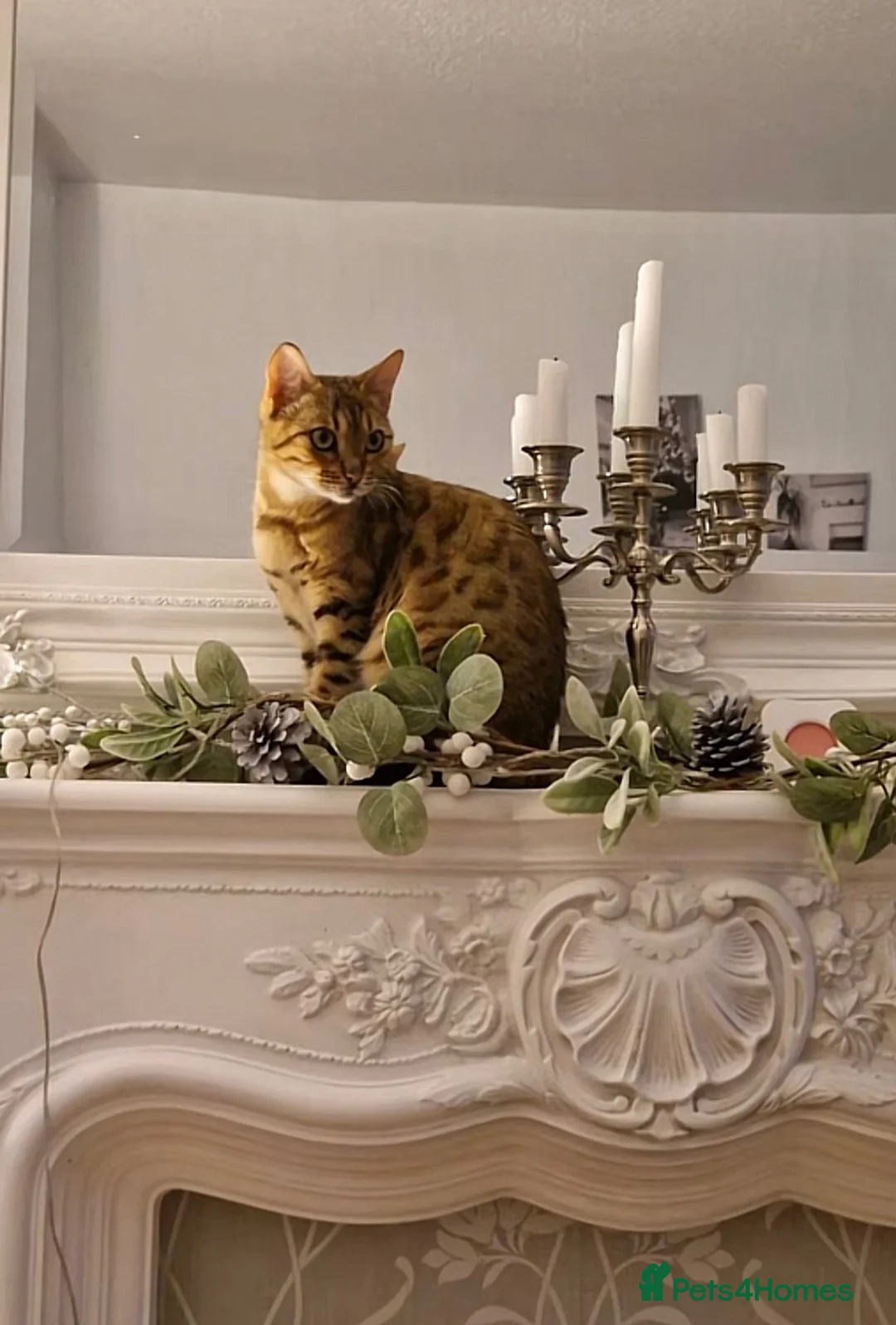Bengal cats for sale: Bengal x kittens x3 males  - Advert 1