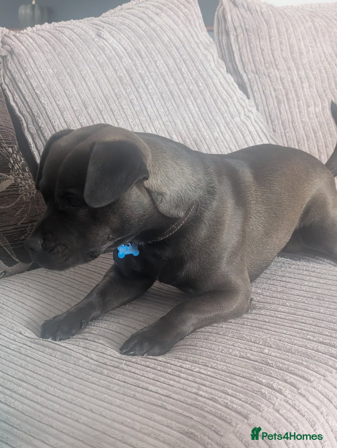 Mixed Breed dogs for sale: 10 month staffy cross with chihuahua  - Image 2