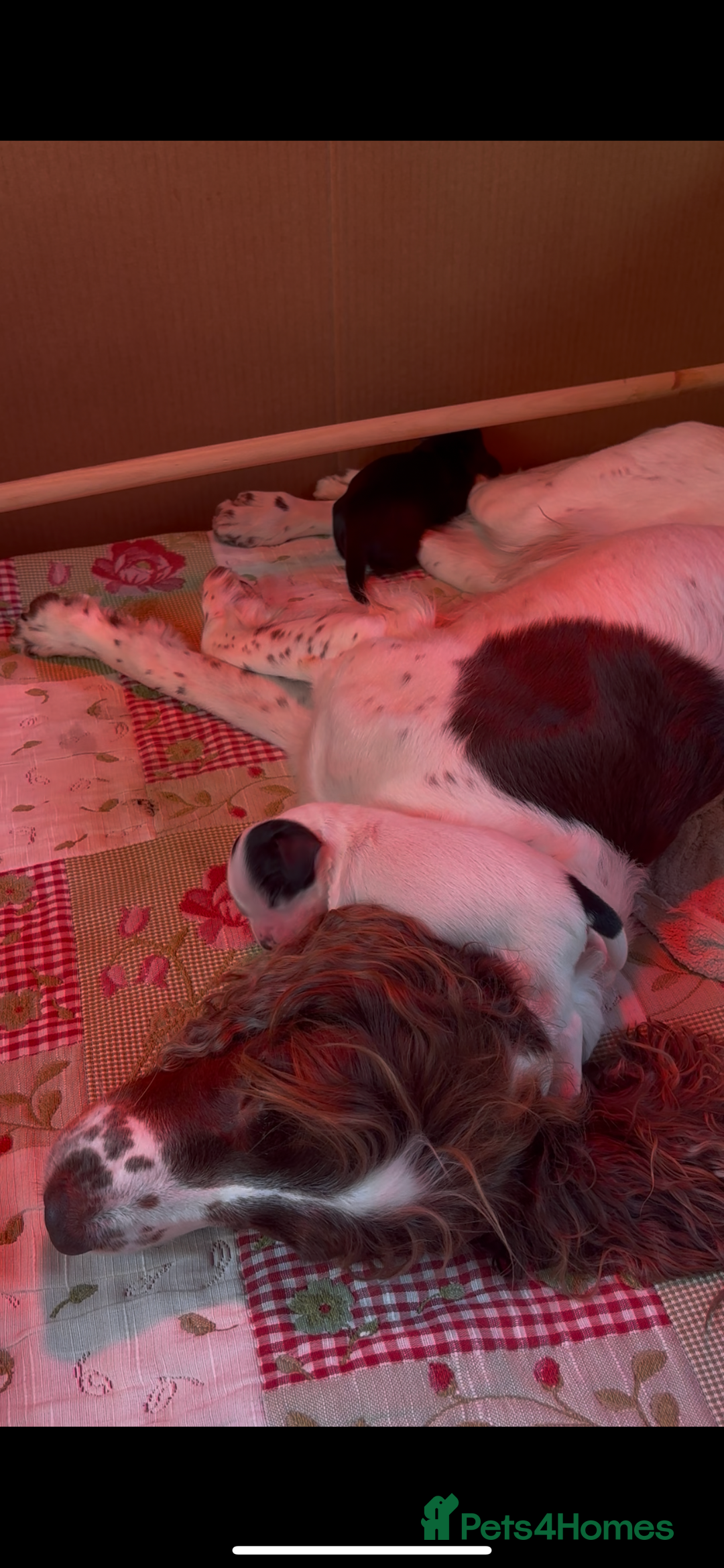 Sprocker dogs for sale: Sprockets for sale - Image 1