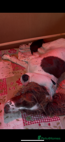 Sprocker dogs - Advert 4