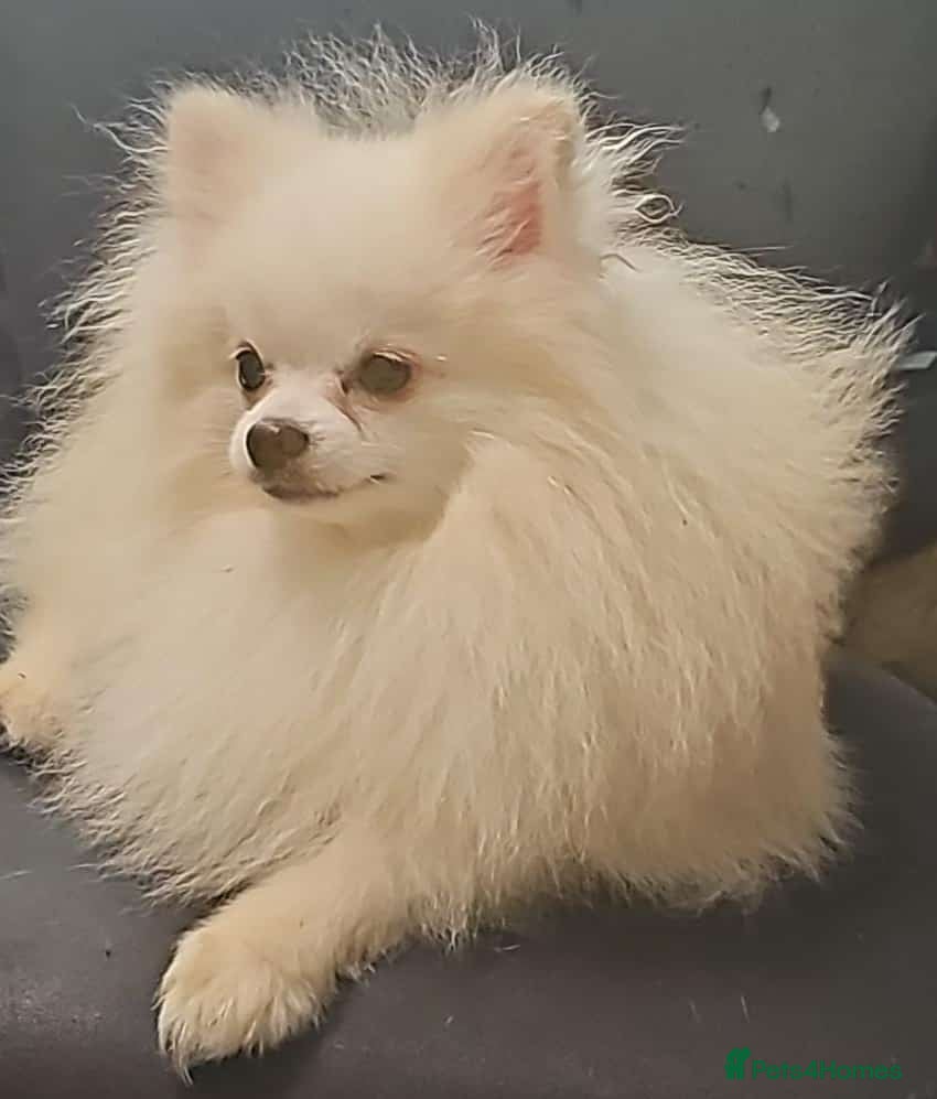 Pomeranian dogs White russian line kc reg pom  - Advert 10
