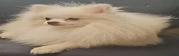 Pomeranian dogs for stud: White russian line kc reg pom  - Advert 1