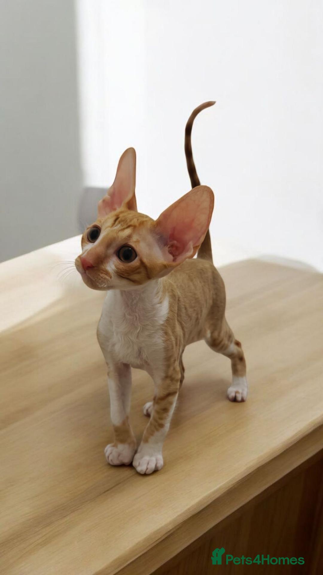 Cornish Rex cats for sale: Cornish Rex Kitten Ready for his new  home! - Advert 16