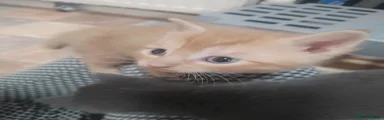 Domestic mixed Kittens 2