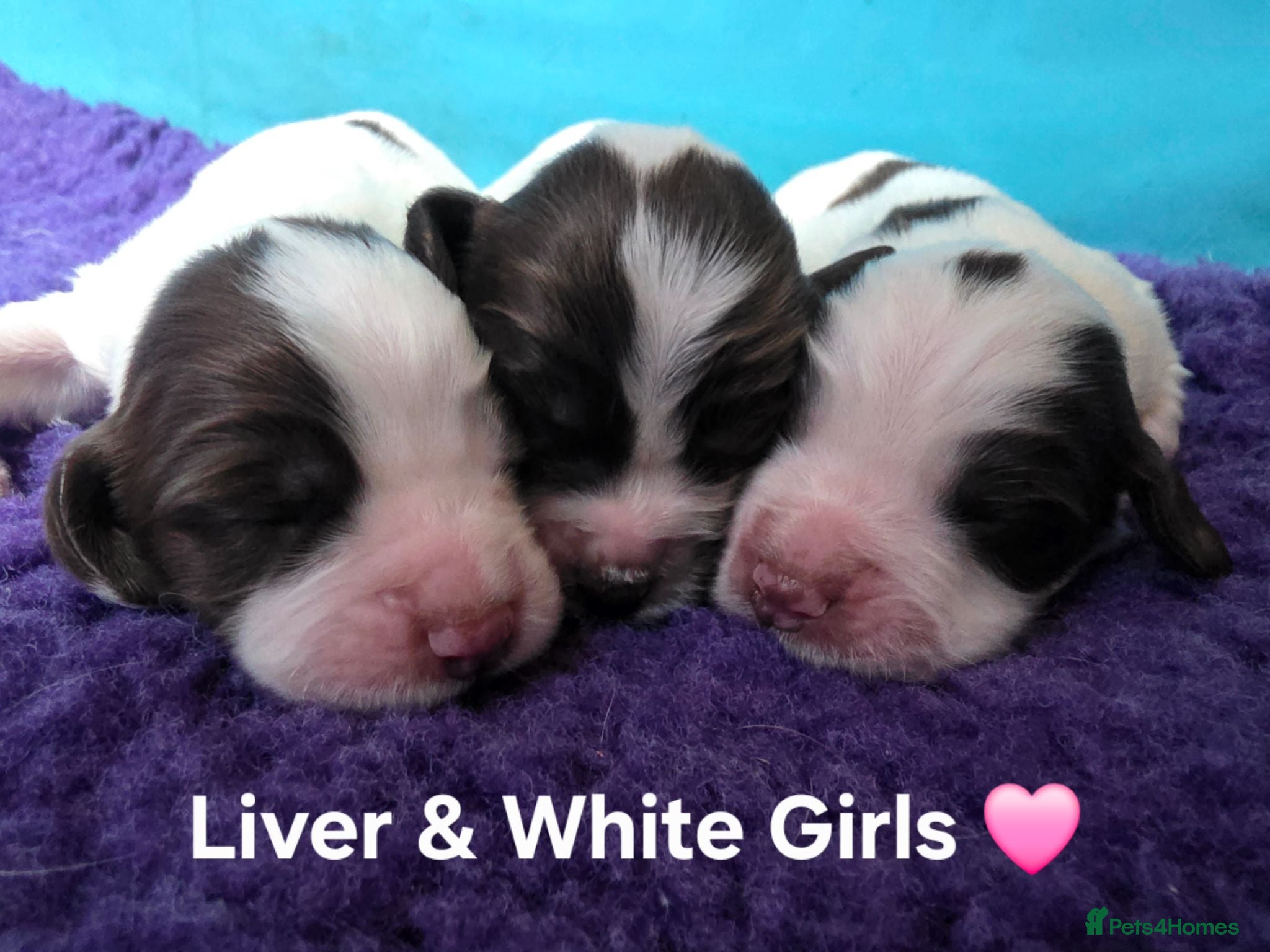 English Springer Spaniel dogs KC Homebred Health Tested Vet Social Pups 🩷 - Advert 2