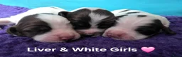 English Springer Spaniel dogs for sale: KC Homebred Health Tested Vet Social Pups 🩷 - Advert 2