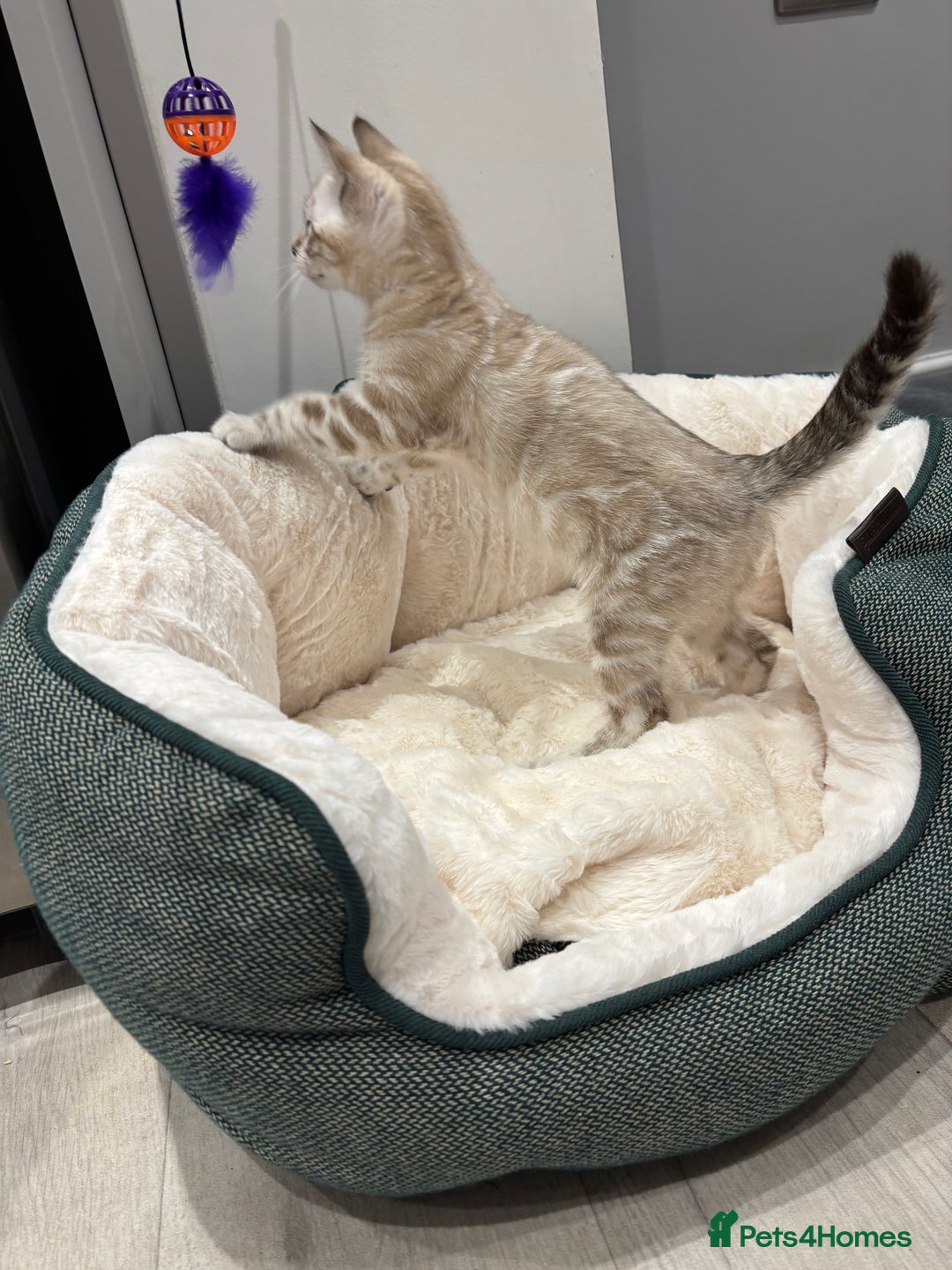 Bengal cats for sale: ⭐️5 star home required for our Bengal Snow Boy  - Advert 7