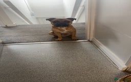 Mixed Breed dogs for sale: Elvis - Image 1