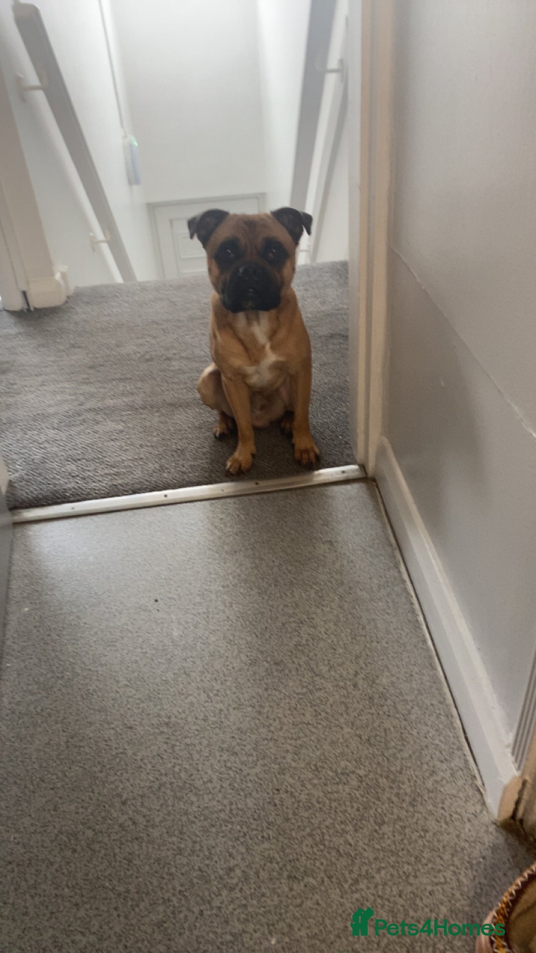 Mixed Breed dogs for sale: Elvis - Image 1