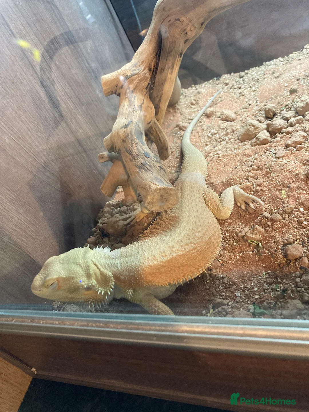 Bearded Dragon reptiles for sale: Beared dragon  - Advert 3