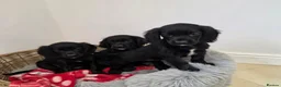 Cocker Spaniel dogs for sale: Working Type Cocker Spaniels - Advert 3