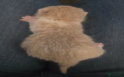 British Shorthair cats for sale: TICA reg British shorthair and longhair kittens - Image 7