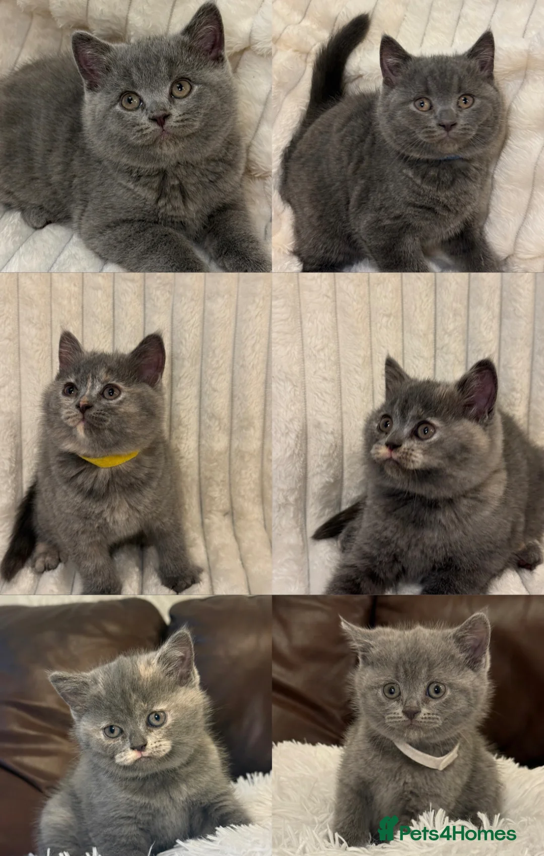 British Shorthair cats for sale: Beautiful BSH kittens  in London - Advert 1