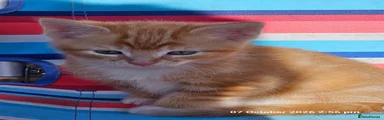 Ginger 