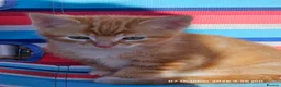 Mixed Breed cats for sale: Adorable 6 kittens Looking for Their Loving Homes! - Advert 5