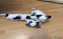 Bichon Frise dogs for sale: Bichon Maltese for sale  - Image 1