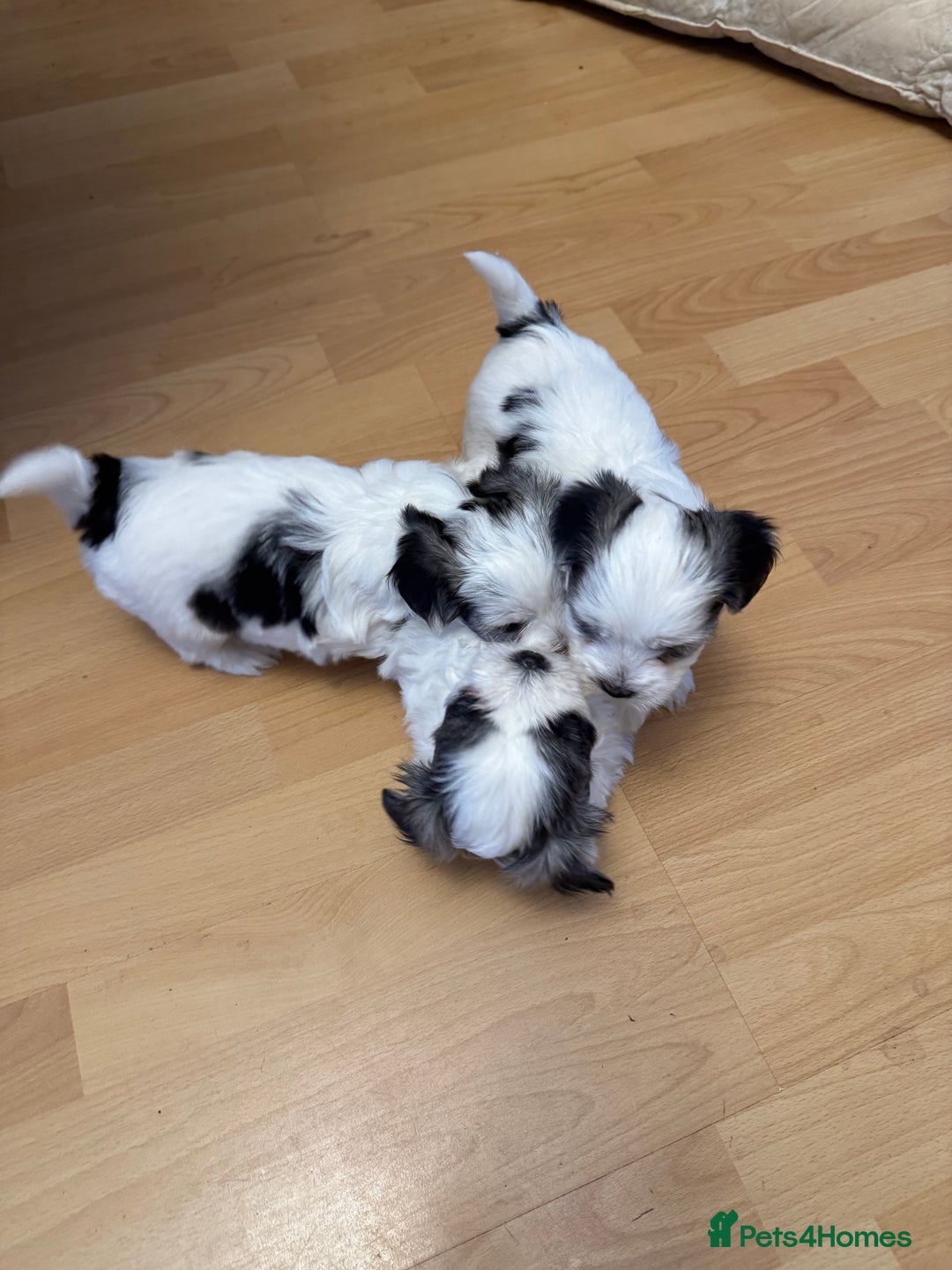 Bichon Frise dogs for sale: Bichon Maltese for sale  - Image 1