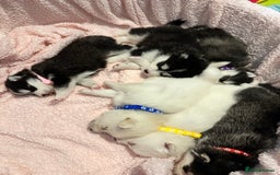 Pomsky dogs for sale: F4 beautiful puppy pomskie blue eyes - Image 10