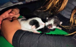 Mixed Breed cats for sale: Kittens - Image 7