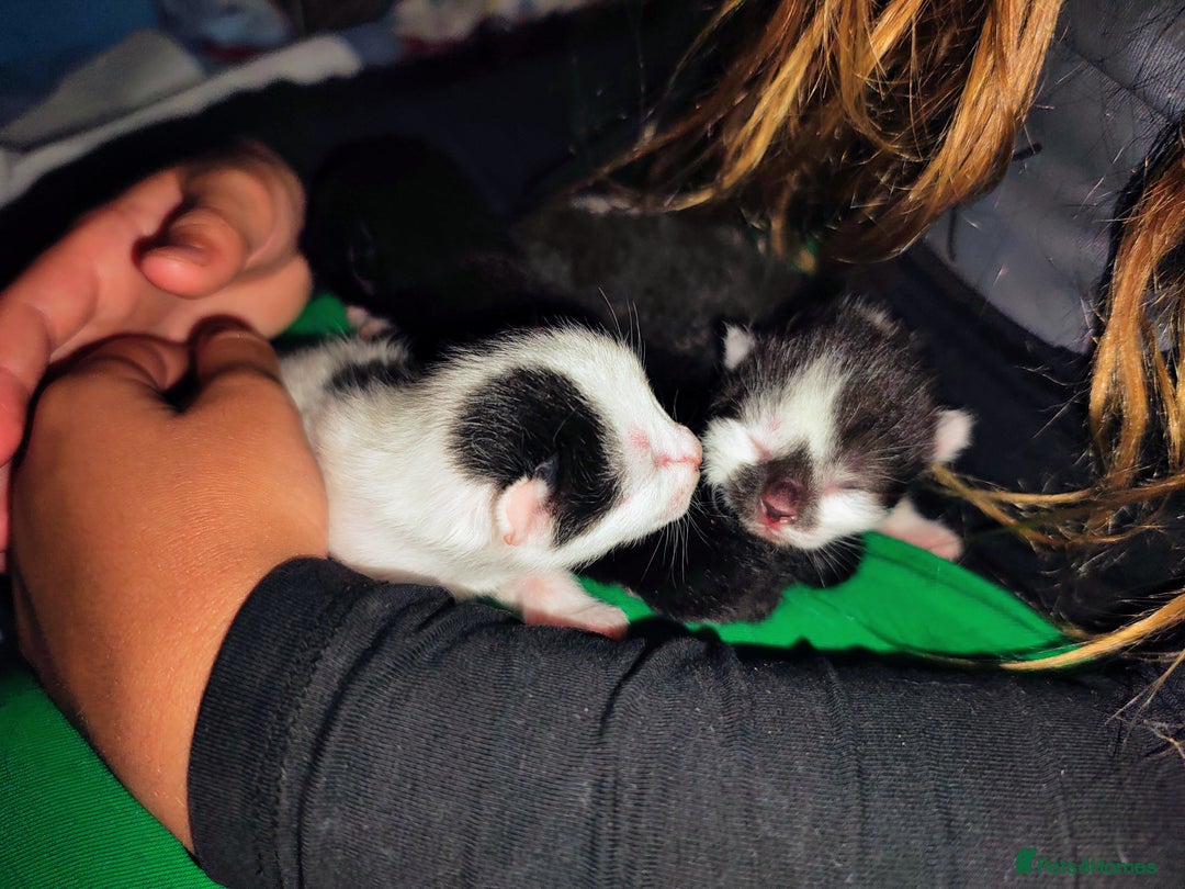 Mixed Breed cats for sale: Kittens - Image 7
