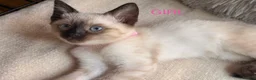 Mixed Breed cats for sale: Stunning Bengal Cross Ragdoll Kittens in Wickford - Advert 3