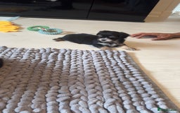 Mixed Breed dogs for sale: Tini Malchi puppies  - Image 27