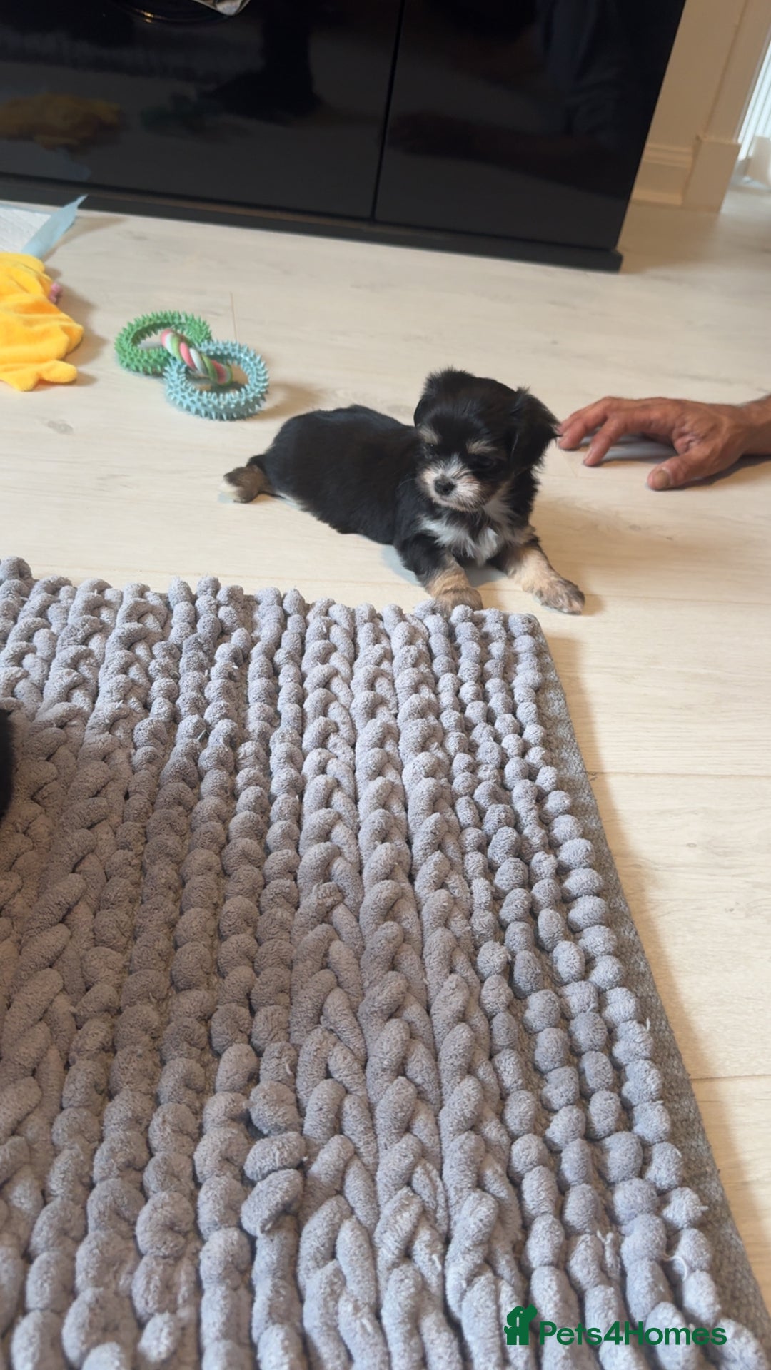 Mixed Breed dogs for sale: Tini Malchi puppies  - Image 27
