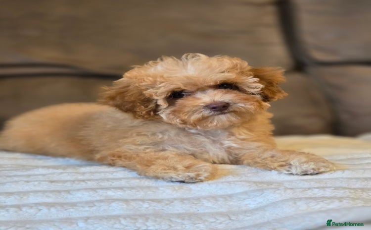Cavapoo dogs - Advert 2