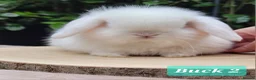 Mini Lop rabbits for sale: Available Beautiful pure bred mini lops - Advert 9