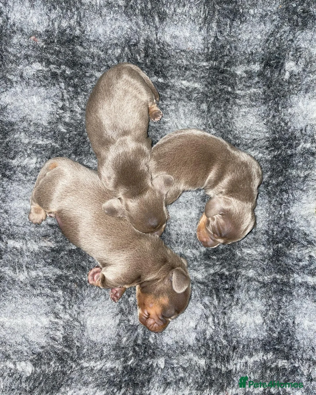 Dachshund dogs for stud: Dachshund (Miniature) Stud in Basildon - Advert 14