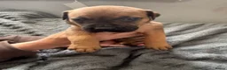 Mixed Breed dogs for sale: Cane corso cross pups for sale  in Airdrie - Advert 7