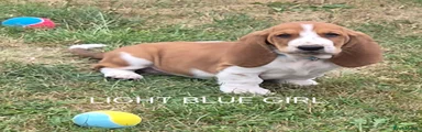 Basset Hound LIGHT BLUE 